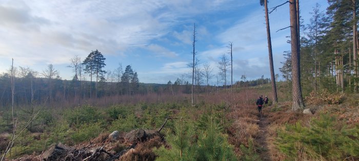 Två personer vandrar i en gles skog med döda trädstammar och unga träd i förgrunden.