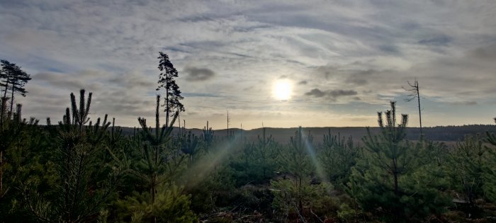 Ungskog av granar med soluppgång och molnig himmel i bakgrunden.