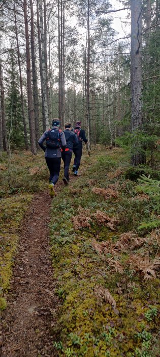 Tre personer joggar på en skogsstig omringad av barrträd och lövskog, med marken täckt av mossa och löv.