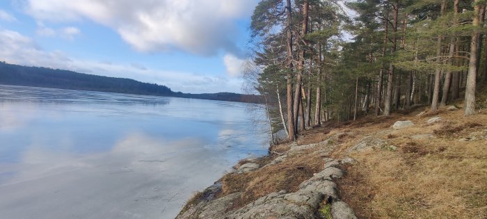 Tallskog vid en frusen sjö med klippor och tydliga reflektioner av moln på isen.