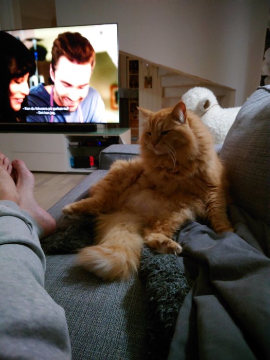 En röd katt ligger bekvämt på en soffa medan en person tittar på TV i bakgrunden.