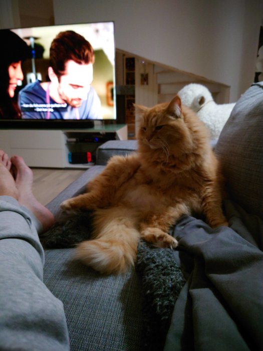 En röd långhårig katt som sitter och slickar sig på en soffa, med en TV i bakgrunden.