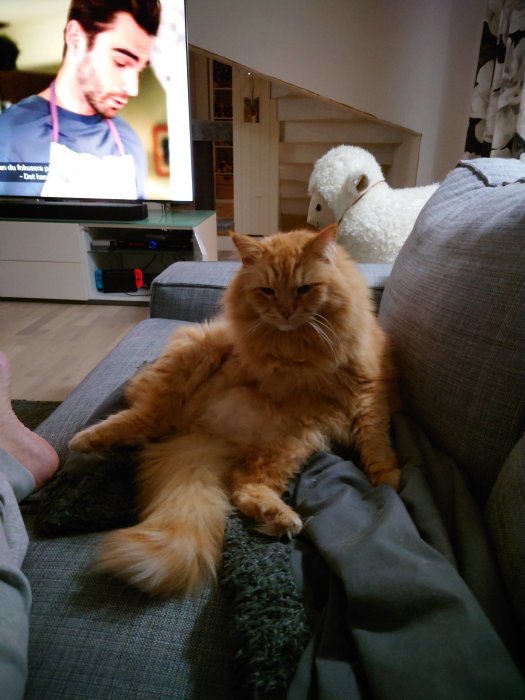 Röd långhårig katt som sitter på en soffa framför en TV, ser avslappnad ut.