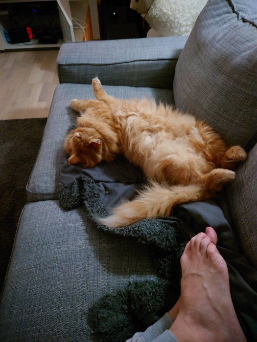 Rödorange katt som ligger på rygg och tvättar sig på en soffa, bredvid en mörkgrå filt och en persons fot.