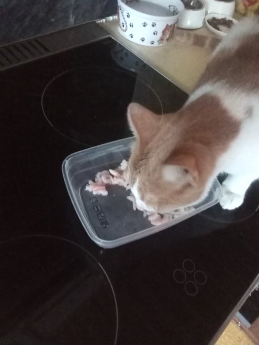 En katt äter räkor från en plastbehållare på ett köksbord.