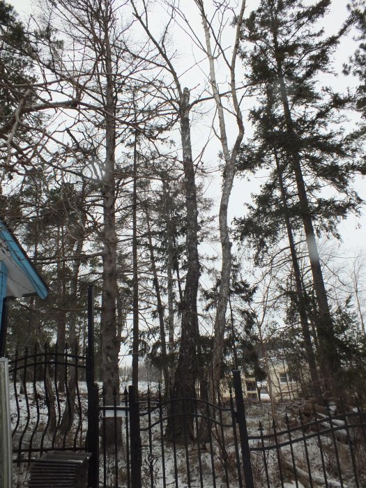 Skadat svart järnstaket med bakomliggande skog och fallna träd vid ett hus under vintern.