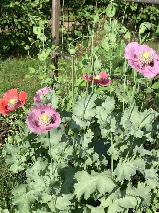 Blommande och knoppande vallmo i olika nyanser av rosa och rött med gröna blad och stänglar.