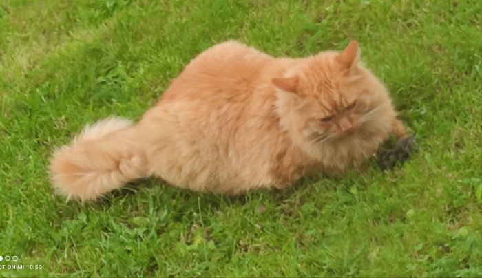 Orange katt sitter i gräset bredvid en fångad död mus.