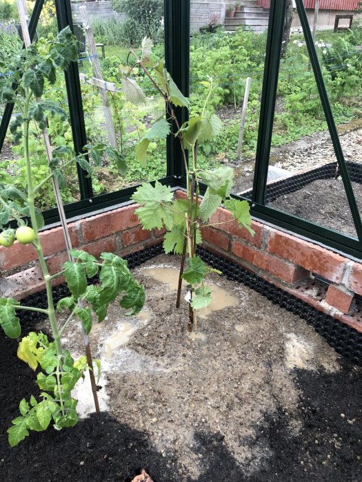 Växthusunderkonstruktion med ofärdig tegelmurning och vattenpölar omgiven av tomatplantor och grönsaksland.