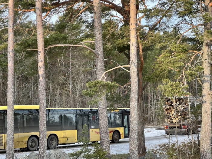 Buss står bakom en timmerbil lastad med trädstockar på en skogsväg.