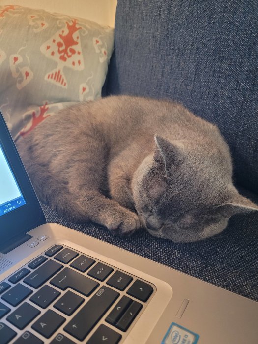 Grå katt sover bredvid en öppen laptop på en soffa med dekorativ kudde.