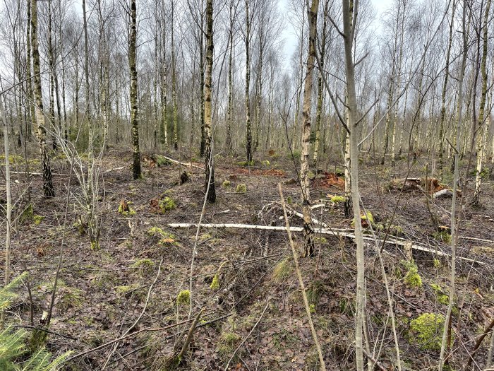 Lerig skog efter avverkning med spår av hjul och utspridda grenar och småbjörkar på marken.