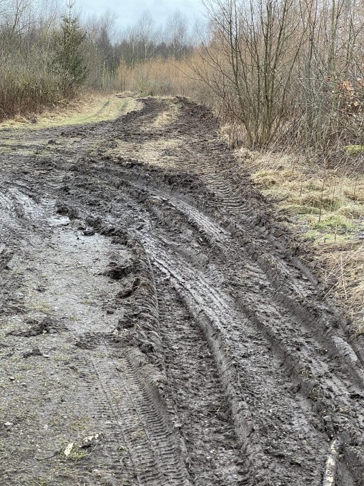 Grusad skogsväg förvandlad till lerigt hjulspår och småbjörkar utlagda efter avverkning.