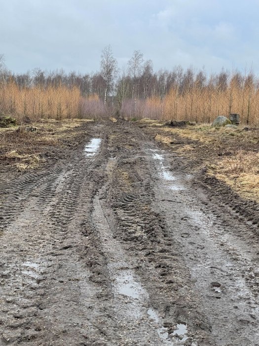 Lerig skogsväg med djupa hjulspår och vattensamlingar omgiven av fällda träd och ris.