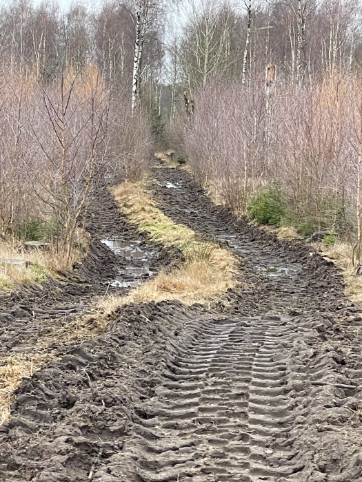 Lerig skogsväg med djupa hjulspår och vattenpölar, omgiven av ris och avverkade småbjörkar.