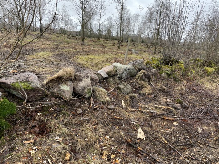 Skadad stengärdsgård och kvarlämnat ris efter avverkning i skogsmiljö.