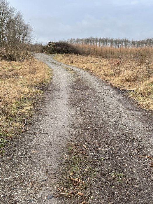 Grusad skogsväg kantad av nedfallna smågrenar och ris efter avverkning.