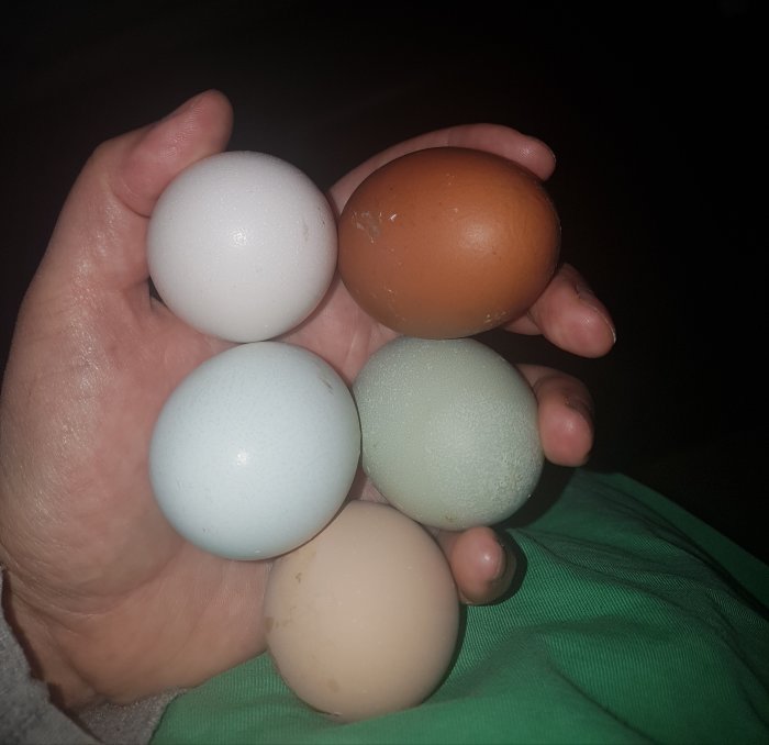 En hand håller fem hönsägg med olika färger: vit, ljusbrun, och nyanser av blå och grön.