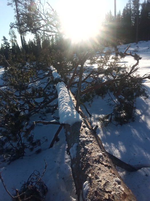 Snöklädd fallande trädstam i en gammal skog med djup snö och solstrålarna som skiner igenom träden.