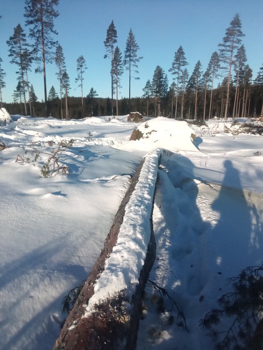 Vinterlandskap med snötäckta träd och en fälld stam i förgrunden, djup snö och skuggor i skogsmiljö.