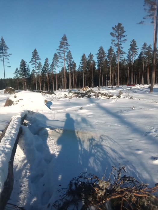 Snötäckt skogsmark med höga tallar och en personskugga i förgrunden, soligt men kallt väder.