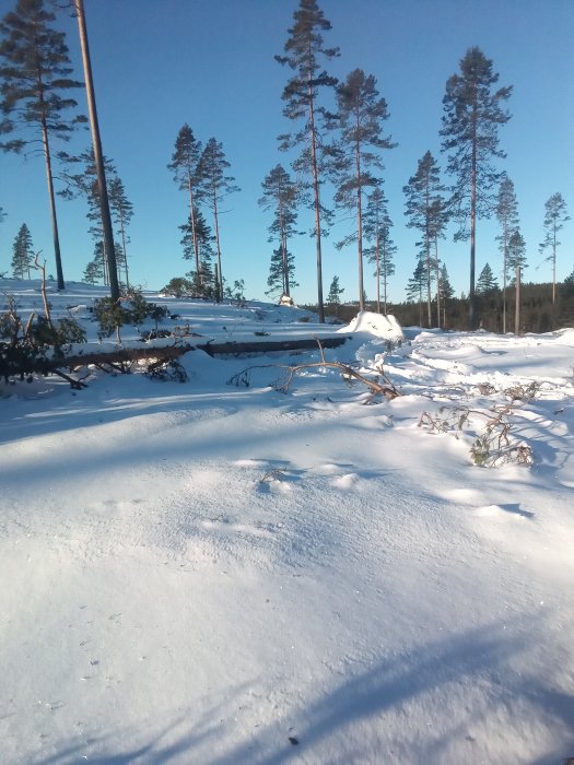 Snötäckt skogsmark med höga träd och spår av skogsarbete, blå himmel i bakgrunden.