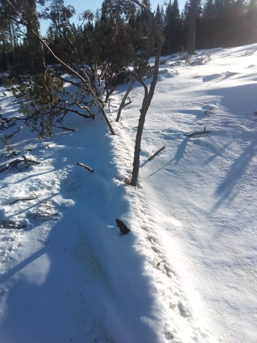 Snöig skogsmark med spår i snön som når upp till knäna och solbelysta träd.