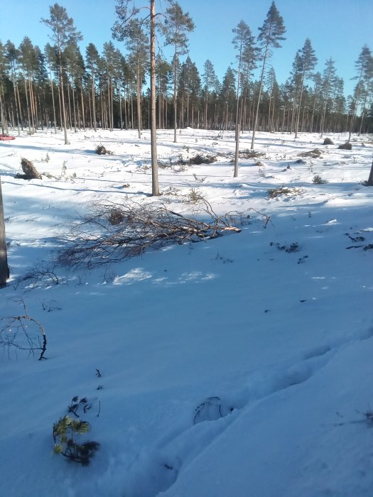 Vintertäckt skogsmark med djup snö och sparsamt med barrträd i dagsljus.