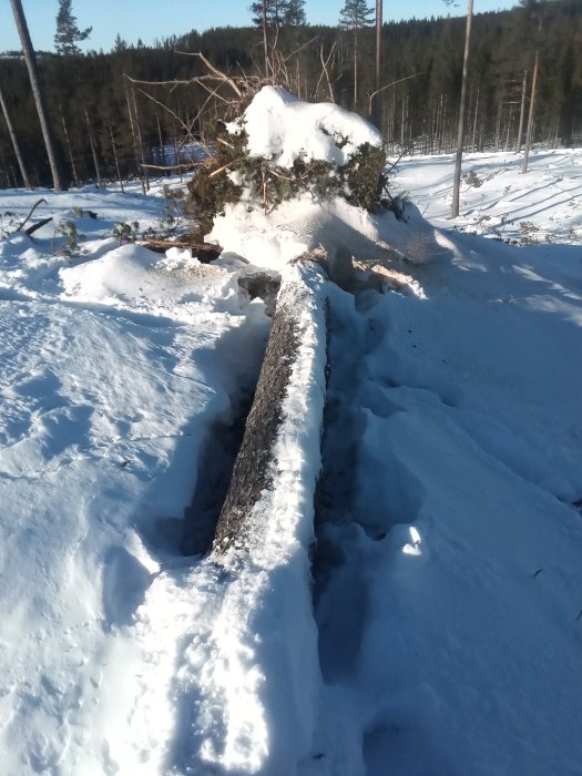 Omkullvält, snöbelagt träd i en skog med tjockt snötäcke och solsken, vilket indikerar gammal skog och vinterförhållanden.