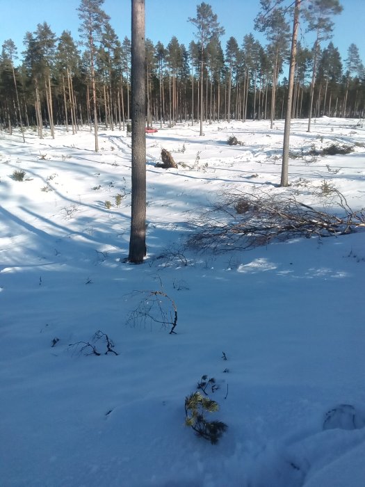 Snötäckt skogsmark med höga barrträd och djup snö upp till knäna under en klarblå himmel.