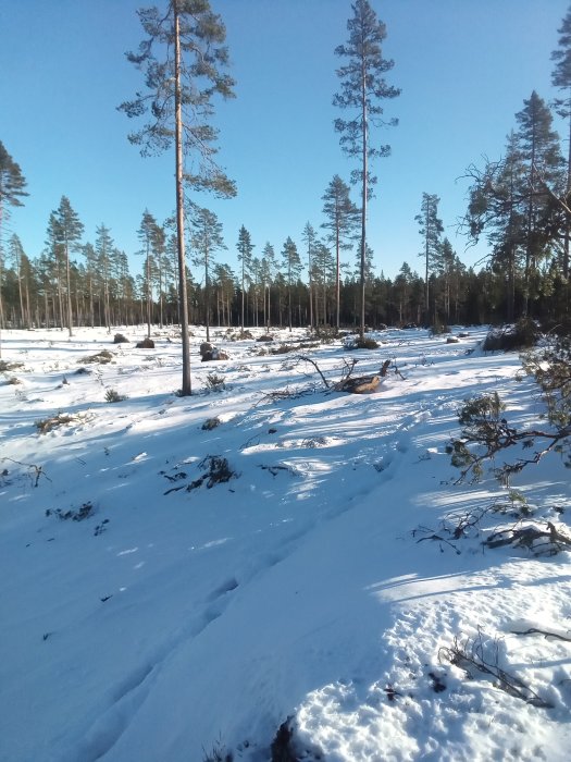 Snötäckt skogsmark med höga tallar i kallt väder, soligt, djup snö upp till knäna.