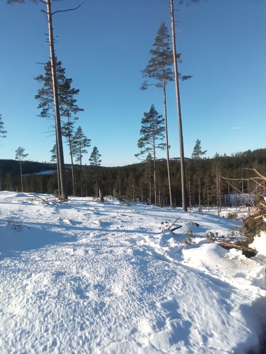 Snötäckt terräng med höga träd i en 148-årig skog under en klar vinterdag med knädjup snö.