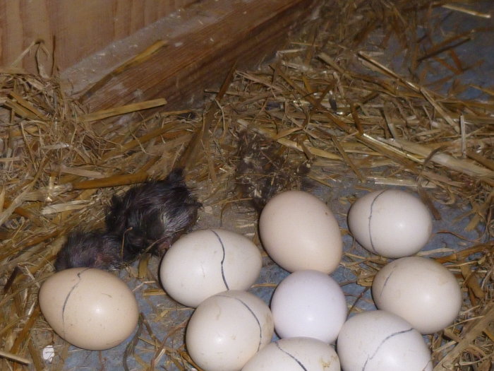 Nykläckt svart och brun kyckling bredvid en kläcka av ljusa ägg i ett hönshus med halm på golvet.