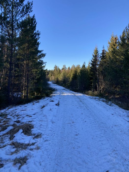 Snötäckt skogsstig med barrträd på båda sidor under en klarblå himmel.