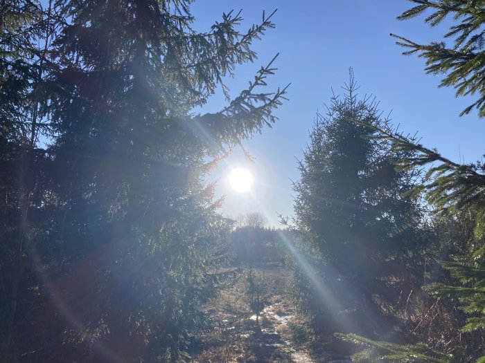 Sol genom granar på en skogsstig med ljusstrålar och blå himmel.