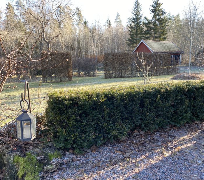 Lummig idegranshäck 'Groenland' i förgrunden med avenbokshäckar och rött lada i bakgrunden.