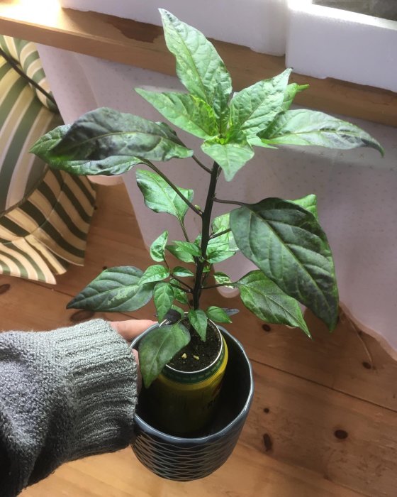 Händer håller en kruka med en växande Purple Tiger planta utan knoppar men med nya gröna blad.