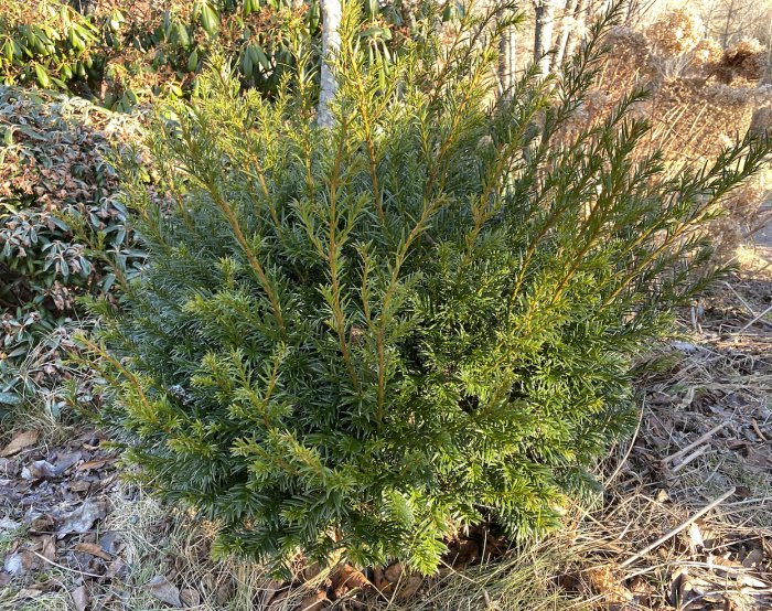 En tät och buskig Taxus xmedia 'Groenland' med årsskott, omgiven av andra växter och löv på marken.