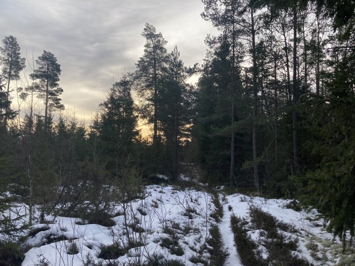 Skogsmark med snö och spår av vilt, solnedgång i bakgrunden mellan träden.