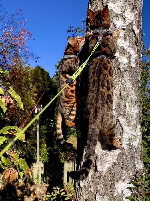 Två katter i sele klättrar upp för en björkstam mot en klarblå himmel.