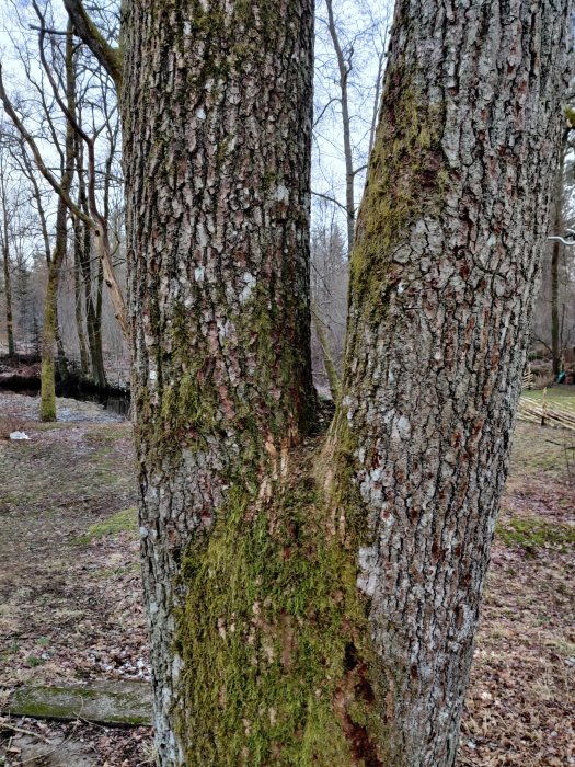 Tvådelad ekträd med en stam täckt av mossa och den andra utan, på fråga om kapning.