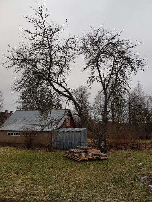 Beskuret gammalt körsbärsträd i en trädgård med en lada och pallar i bakgrunden på en vinterdag.