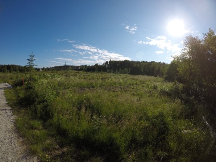 Öppen tomt med högt gräs och buskar under en klar himmel med solsken.