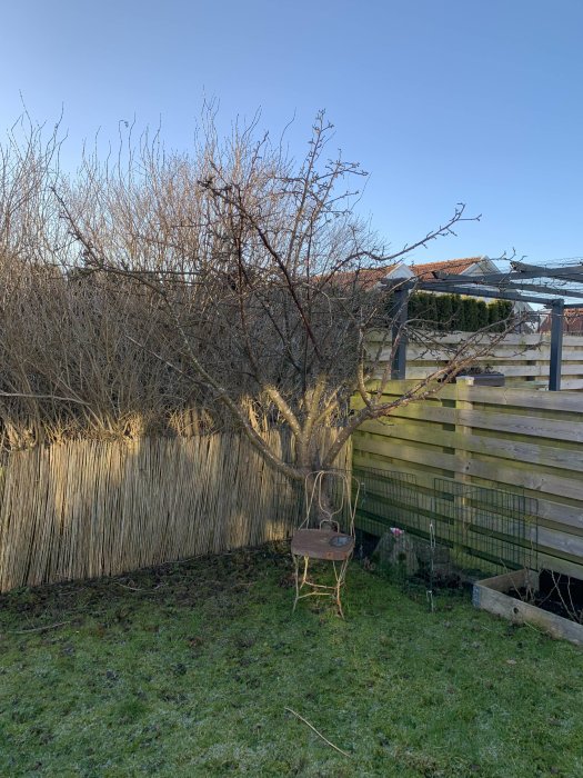 Äppelträd med nakna grenar i en trädgård, intill ett staket och en rostig stol.