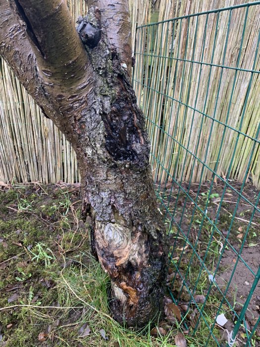 Äppelträd med skadad bark och tecken på röta, bredvid ett staket.