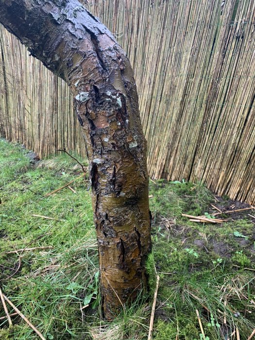 Äppelträd med skadad bark och tecken på sjukdom framför en staketvägg av bambu.