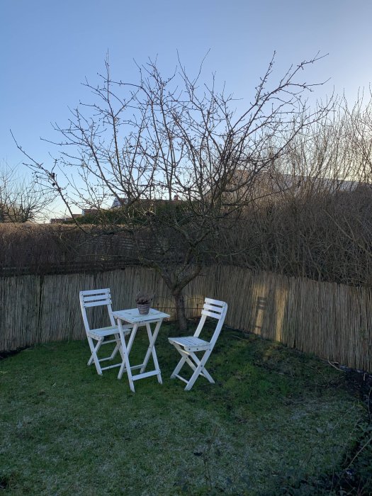 Barrfritt äppelträd i trädgård med vit trädgårdsmöbel framför och staket i bakgrunden.
