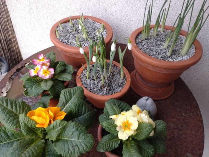 Vårblommor i krukor på bord, inklusive snödroppar och primula, med dekorativ sten.