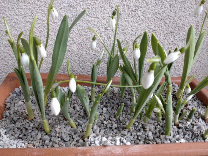 Snödroppar i blom som växer i en terrakottakruka med grus, symboliserar ett vårtecken utanför en ytterdörr.