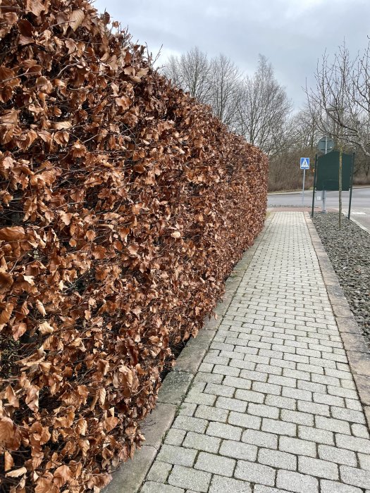 Bokhäck med bruna löv vid trottoarkant, med avenbok på vänster sida, efter stormen Malik.